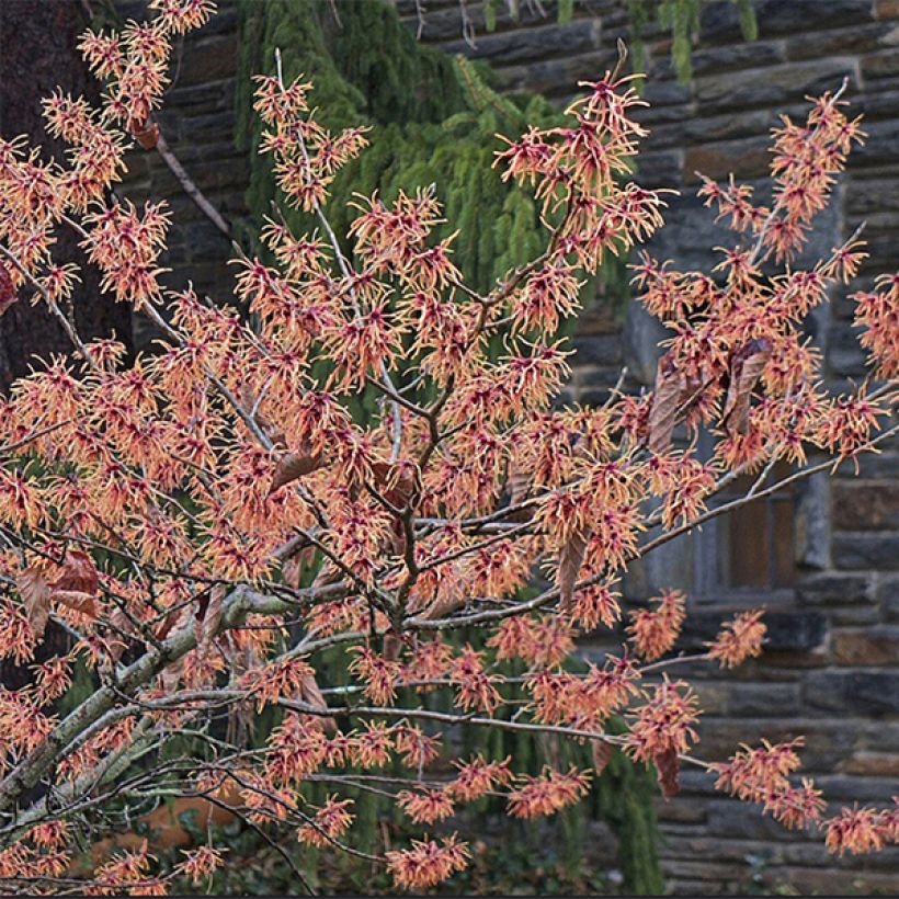 Hamamelis intermedia Feuerzauber (Floración)