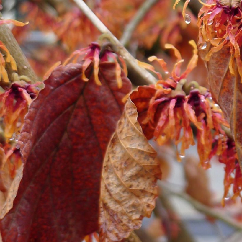 Hamamelis intermedia Jelena (Follaje)