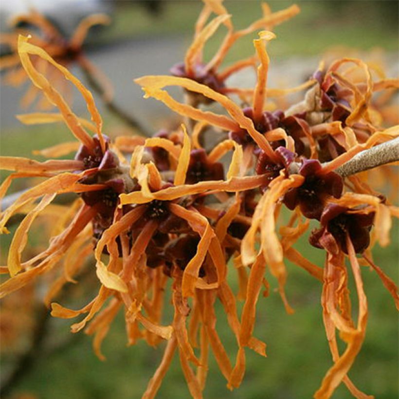 Hamamelis intermedia Jelena (Floración)