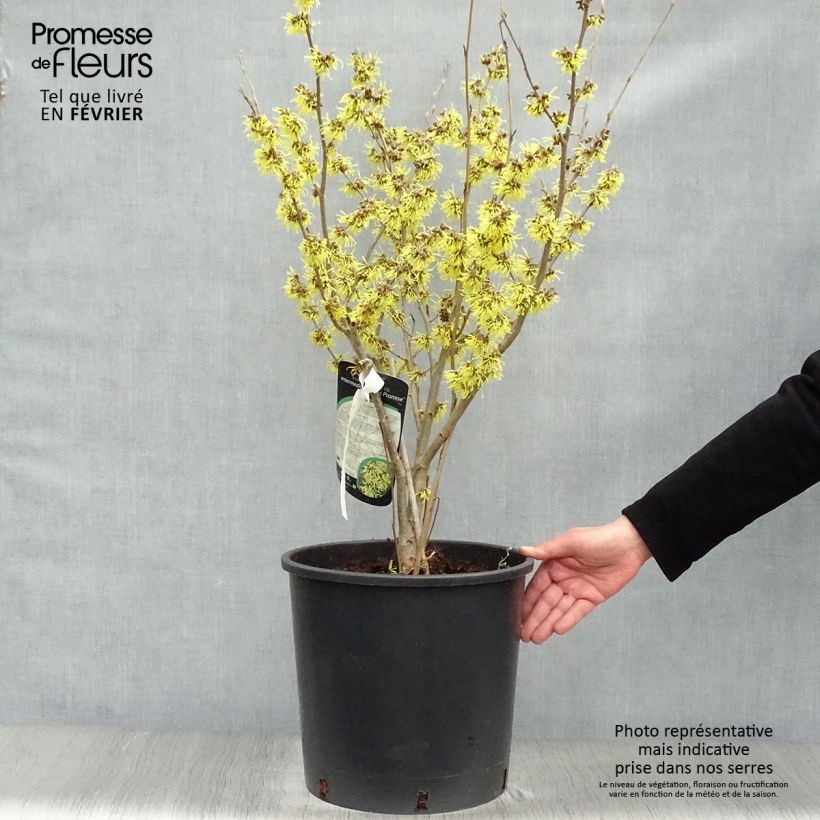 Hamamelis intermedia Arnold Promise - Noisetier de Sorcière pot de 18/20L Ejemplar entregado en invierno