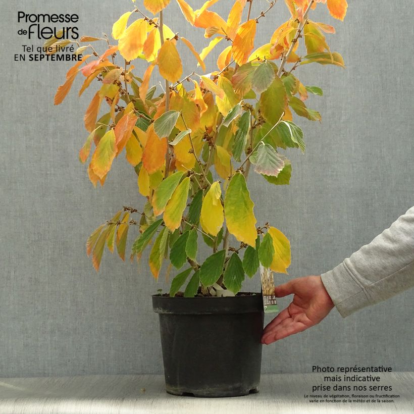 Ejemplar de Hamamelis intermedia Arnold Promise - Noisetier de Sorcière pot de 7.5/10L entregado en otoño