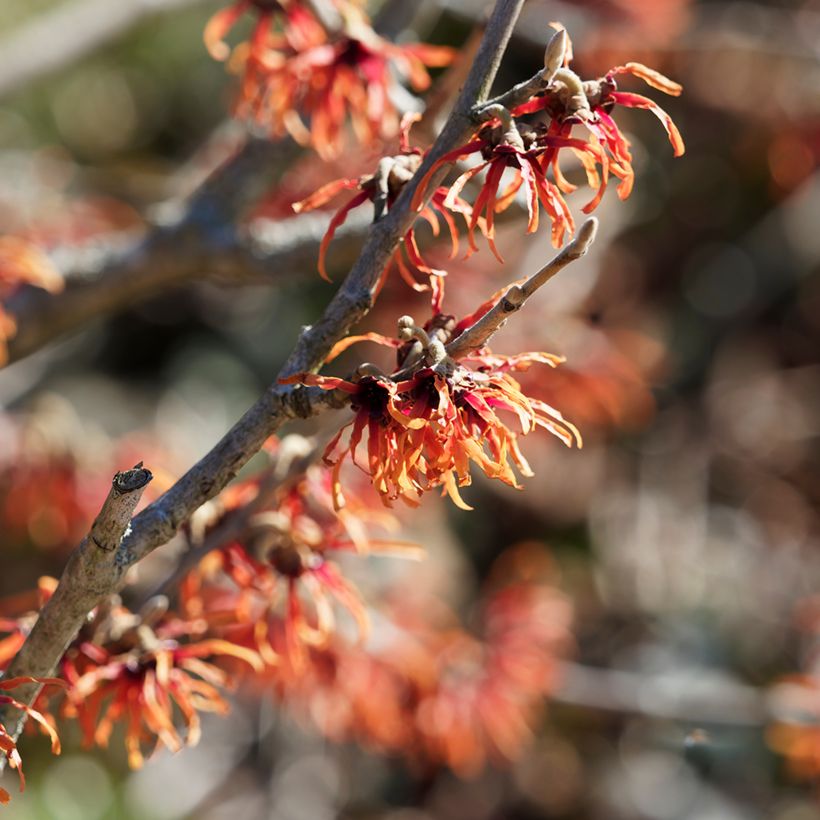 Hamamelis intermedia Diane (Floración)