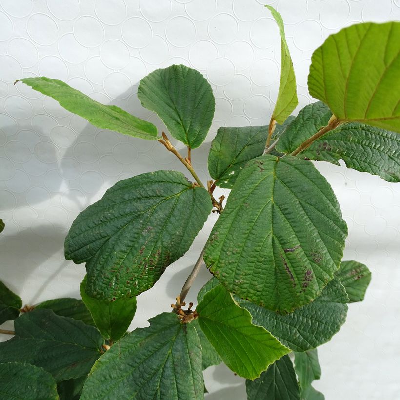 Hamamelis mollis Pallida (Follaje)