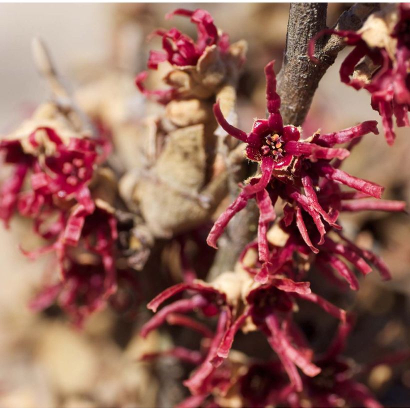 Hamamelis vernalis Amethyst (Floración)