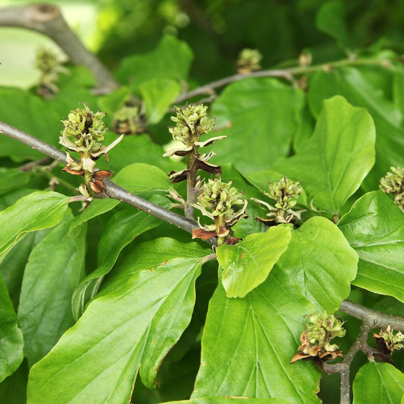 Hamamelis virginiana (Follaje)