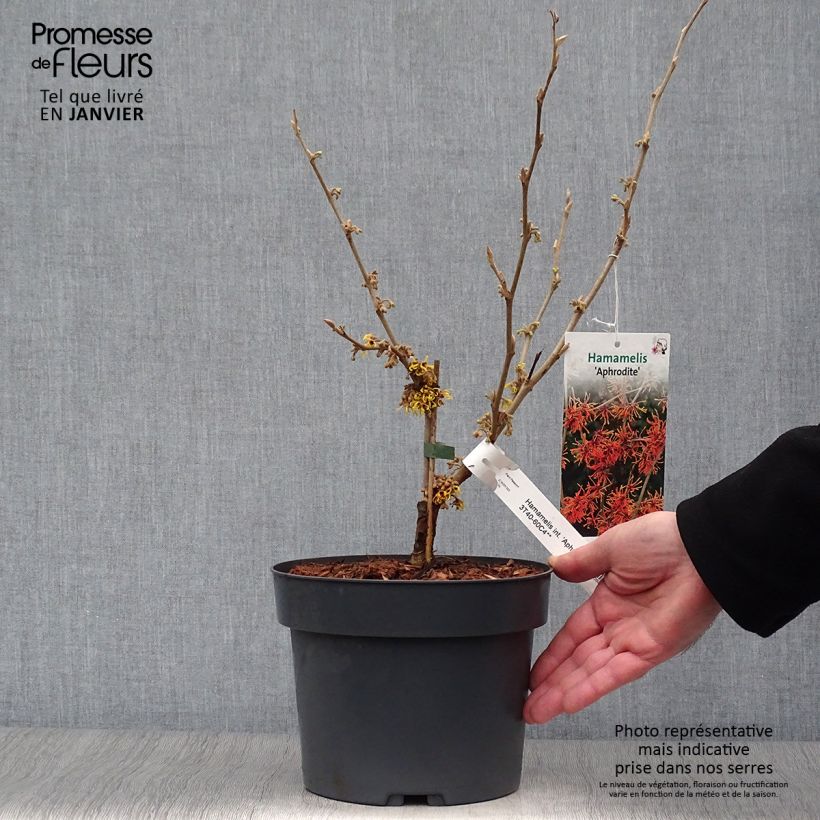 Hamamelis (x) intermedia Aphrodite - Noisetier de sorcière Pot de 3L/4L Ejemplar entregado en invierno