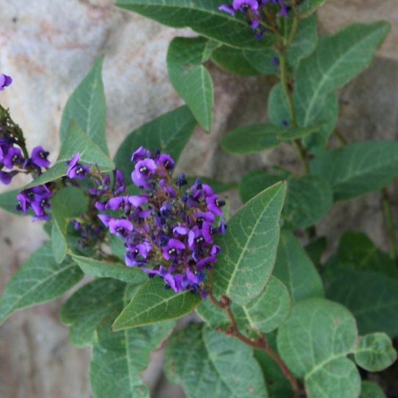 Hardenbergia violacea Regent - Guisante de coral púrpura (Follaje)