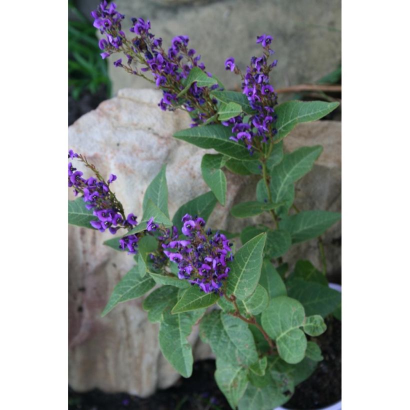 Hardenbergia violacea Regent - Guisante de coral púrpura (Porte)