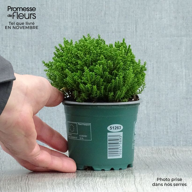 Ejemplar de Hebe Emerald Green - Véronique arbustive Pot de 2L entregado en otoño