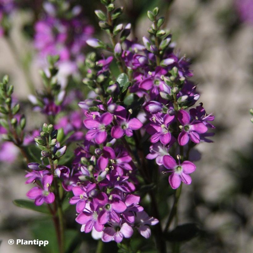 Hebe Garden Beauty Purple (Floración)