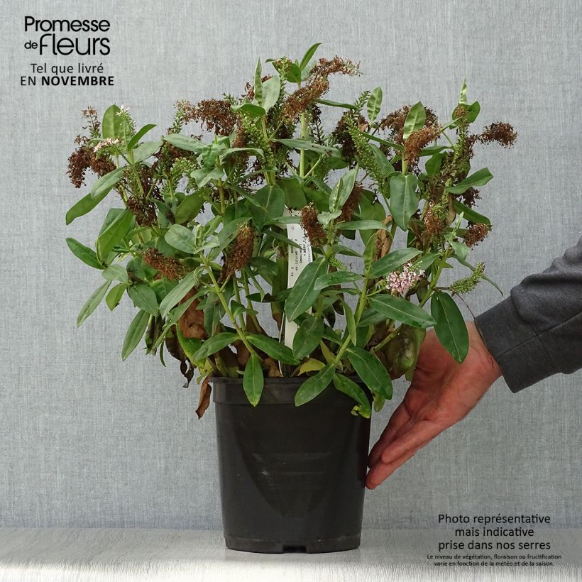 Ejemplar de Hebe Linda  - Véronique arbustive Pot de 3L/4L entregado en otoño