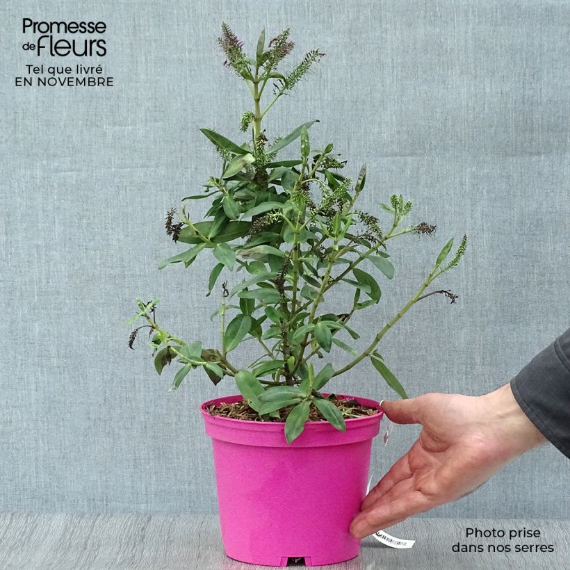 Ejemplar de Hebe Ouessant - Véronique arbustive Pot de 2L/3L entregado en otoño