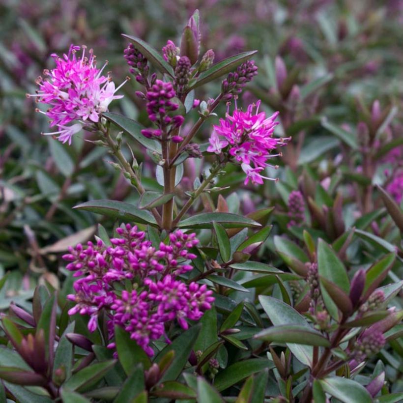 Hebe Raspberry Ripple (Floración)