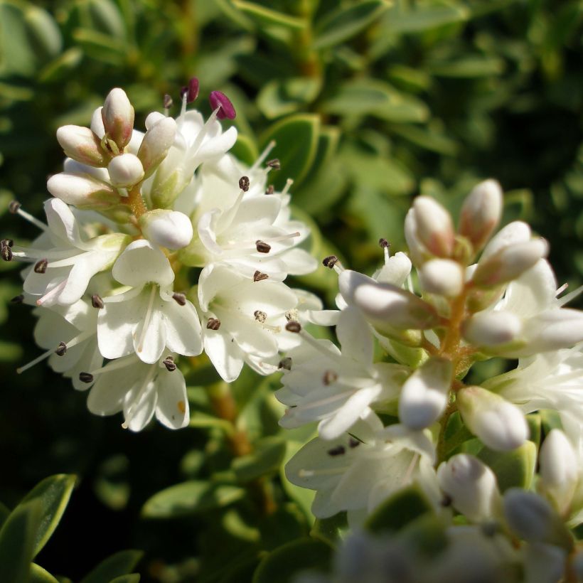 Hebe pinguifolia Sutherlandii (Floración)