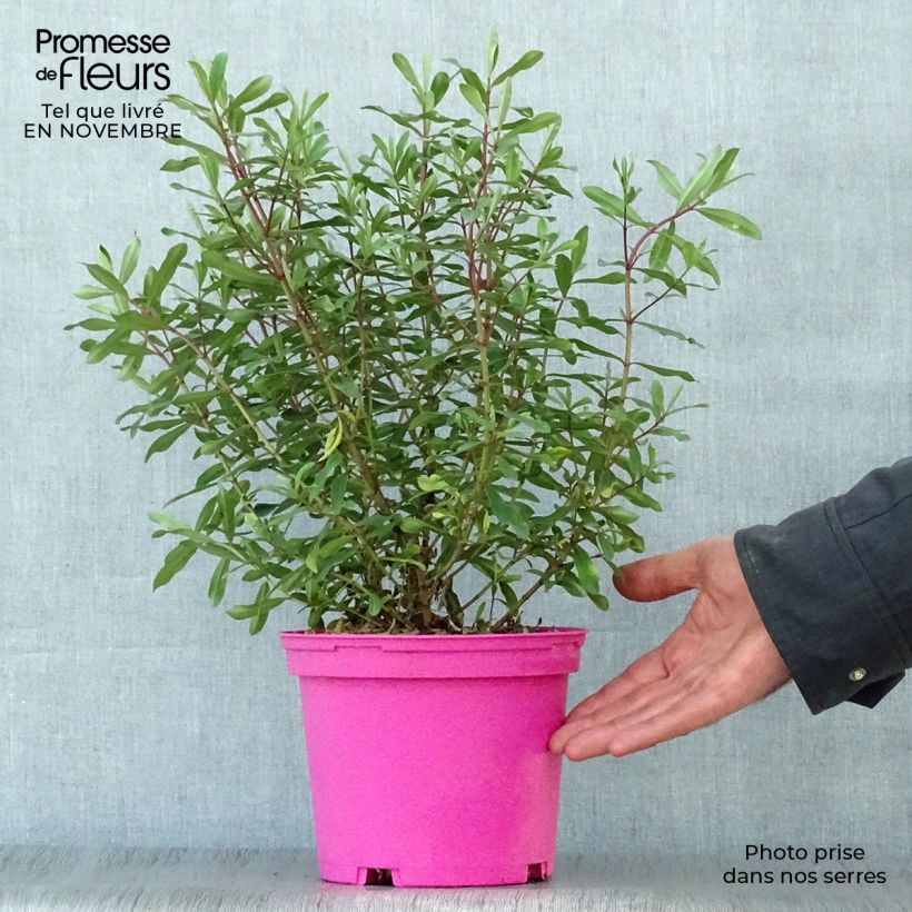 Ejemplar de Hebe Wiri Charm - Véronique arbustive Pot de 2L/3L entregado en otoño