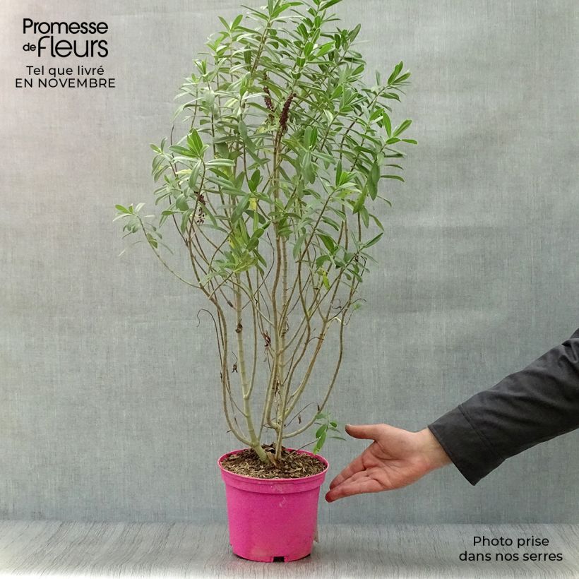 Ejemplar de Hebe Wiri Image - Véronique arbustive Pot de 2L/3L entregado en otoño