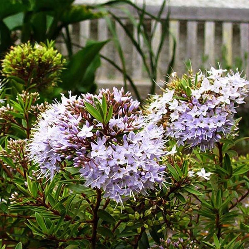 Hebe diosmifolia (Floración)