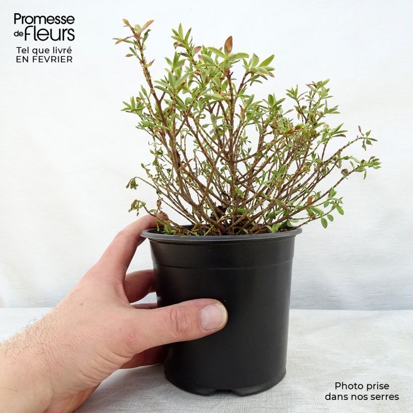 Hebe rakaiensis - Véronique arbustive Pot de 1,5L Ejemplar entregado en invierno