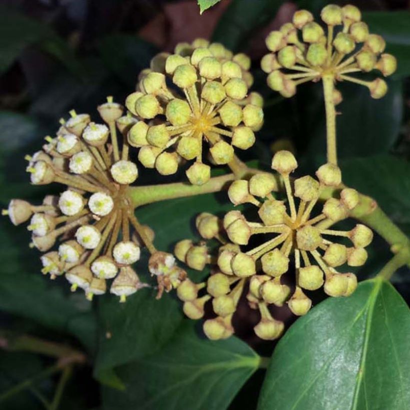 Hiedra de Persia - Hedera colchica (Floración)