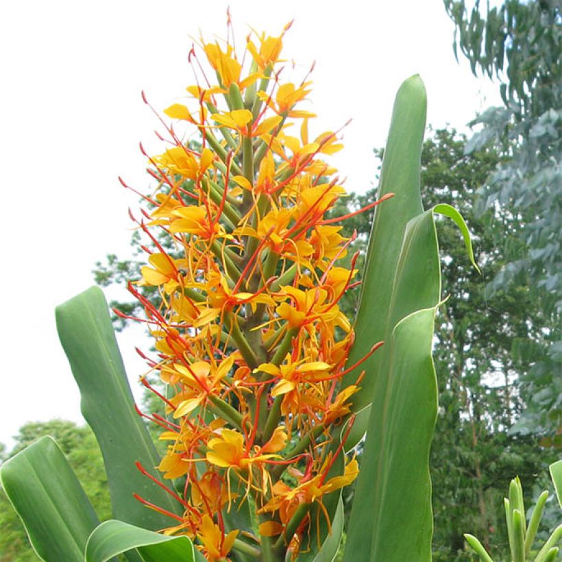 Hedychium coccineum Tara (rizomas) (Floración)