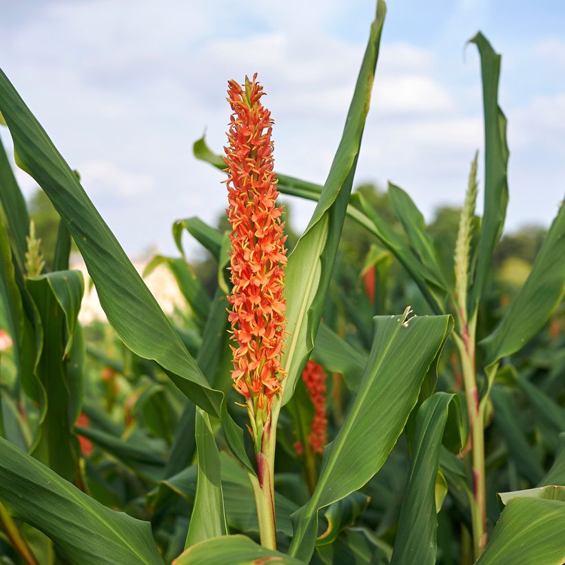 Hedychium densiflorum (Floración)