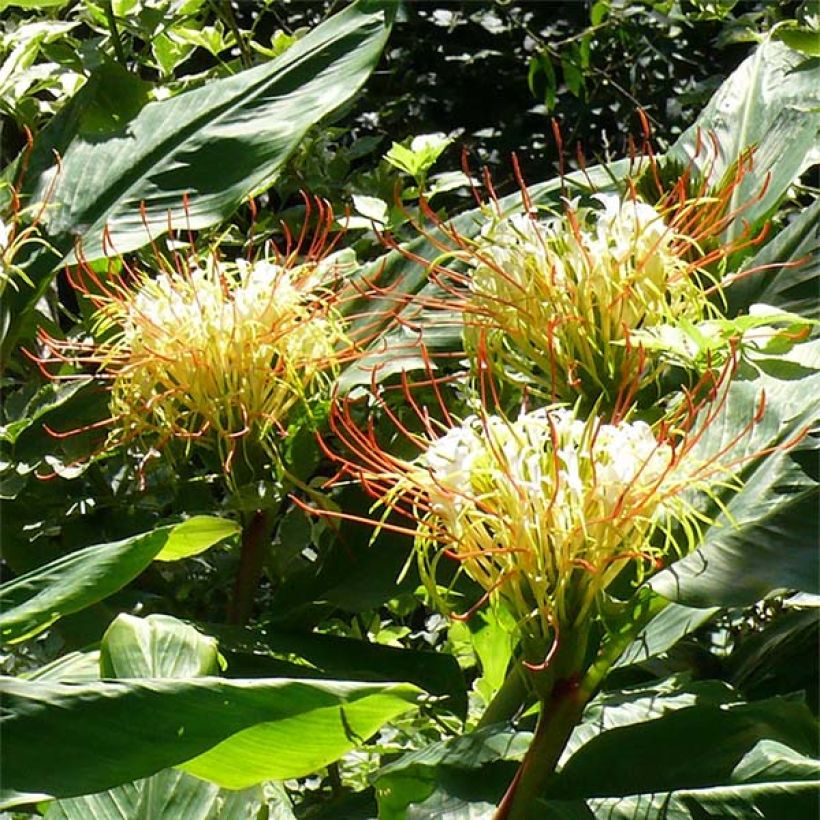 Hedychium ellipticum (Floración)