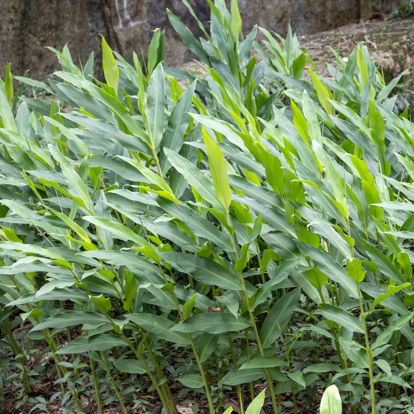 Hedychium maximum (Follaje)