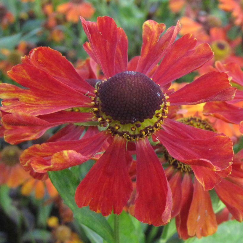 Helenium Baudirektor Linne (Floración)