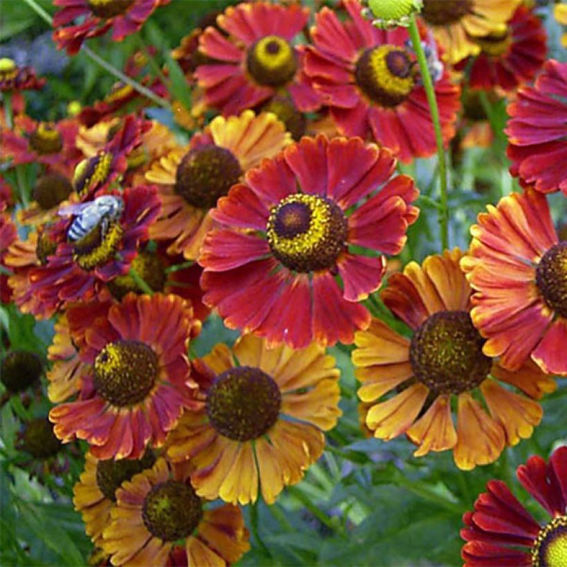 Helenium Dunkle Pracht (Floración)