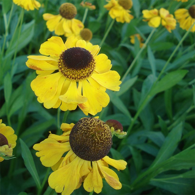 Helenium El Dorado (Floración)