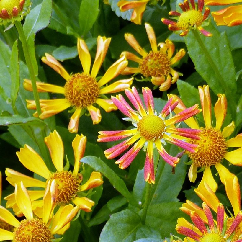 Helenium Fancy Fan (Floración)