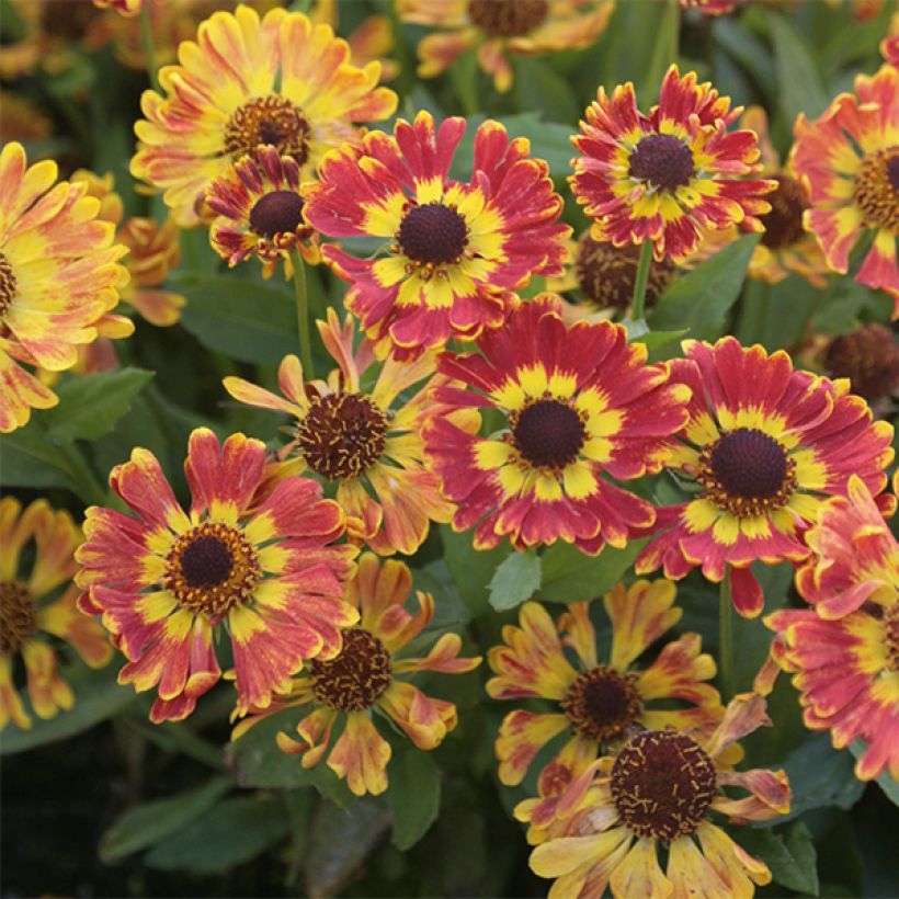 Helenium automnale Fuego (Floración)