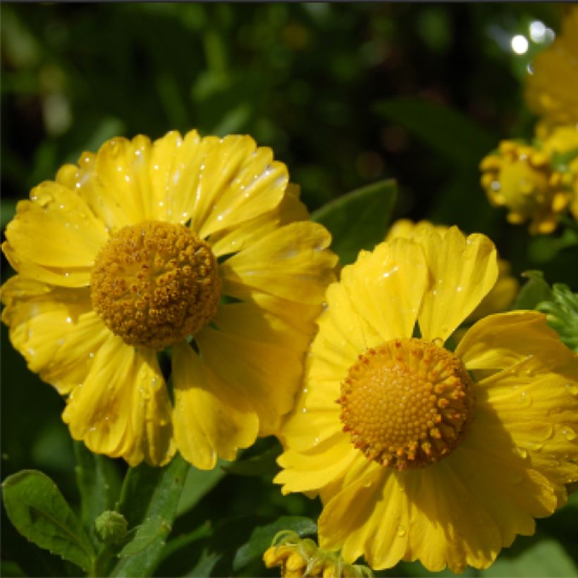 Helenium Kugelsonne (Floración)