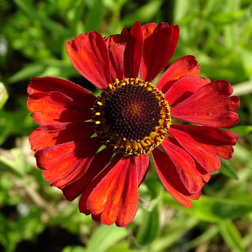 Helenium Kupferswerg (Floración)