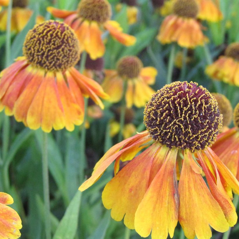 Helenium Mardi gras (Floración)