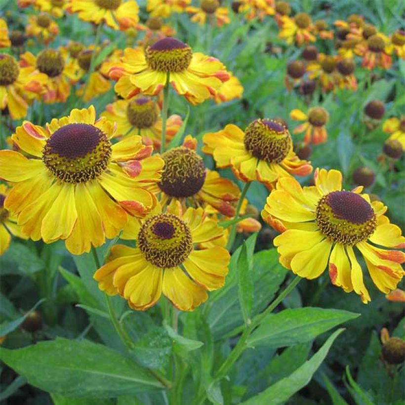 Helenium Rauchtopas (Floración)