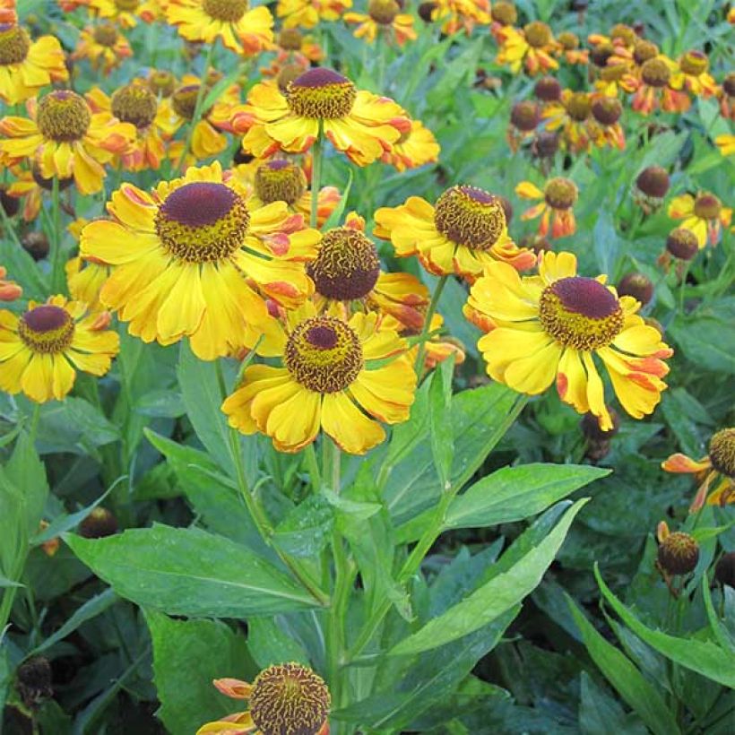 Helenium Rauchtopas (Porte)