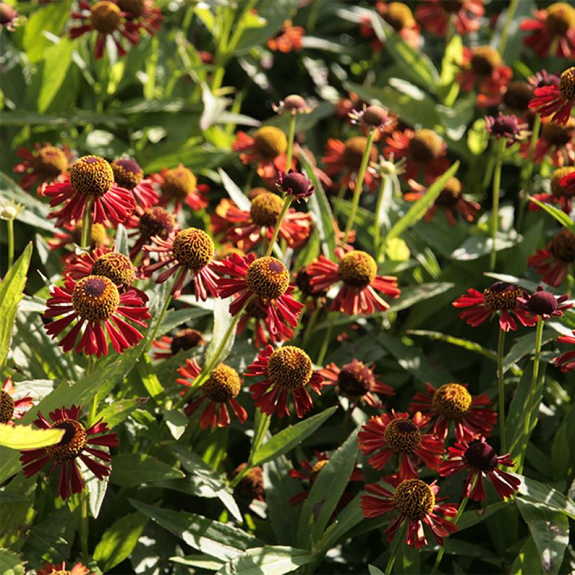 Helenium Ruby Tuesday (Floración)