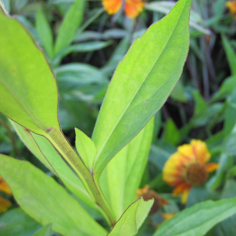 Helenium Sahin's Early Flowerer (Follaje)