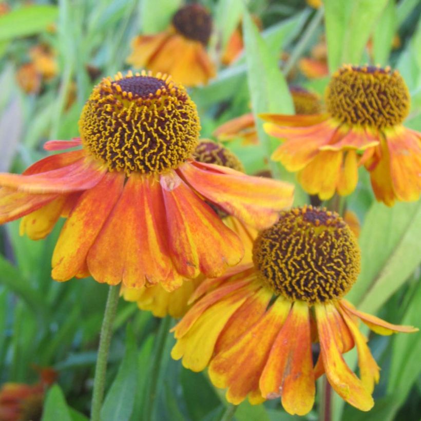 Helenium Sahin's Early Flowerer (Floración)