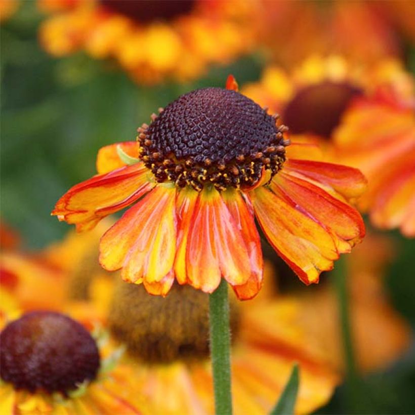 Helenium Short' n'Sassy (Floración)