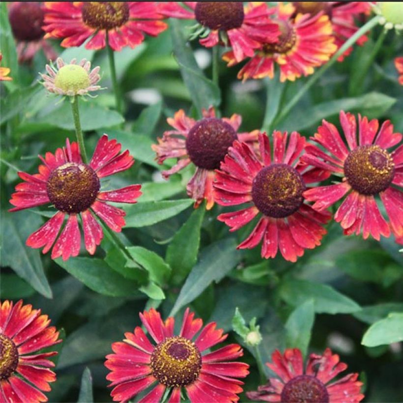 Helenium automnale Siesta (Floración)