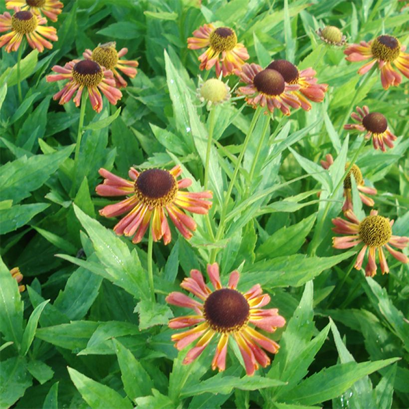 Helenium Tie Dye (Floración)