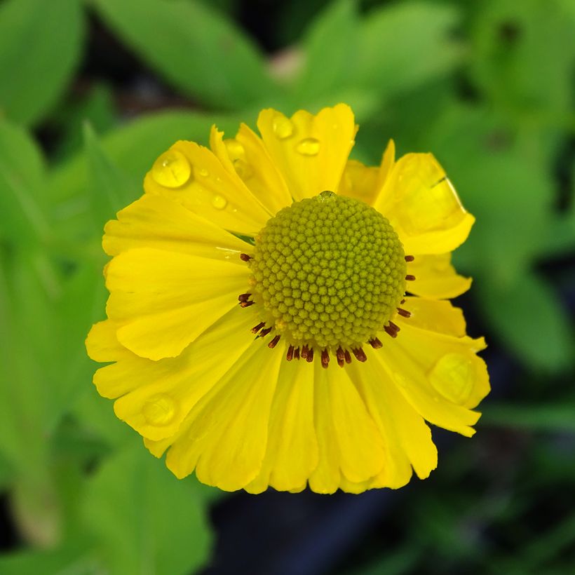 Helenium Tijuana Brass (Floración)