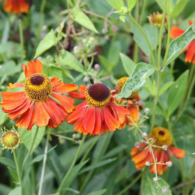 Helenium Waltraut (Floración)