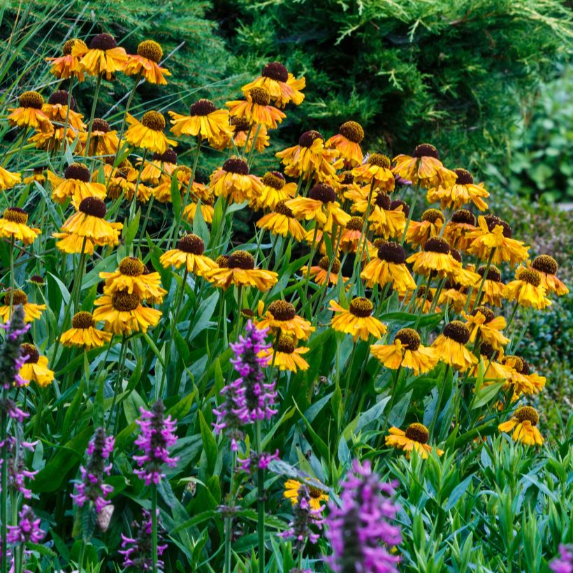 Helenium Windley (Floración)