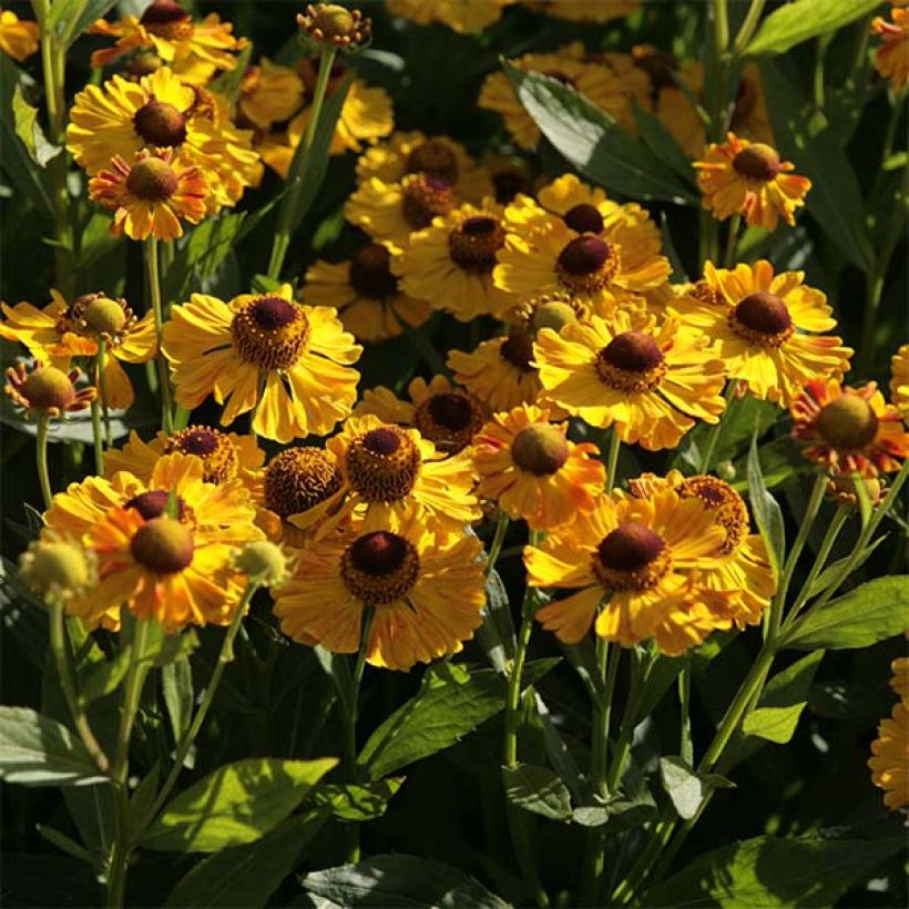 Helenium automnale Zimbelstern (Floración)