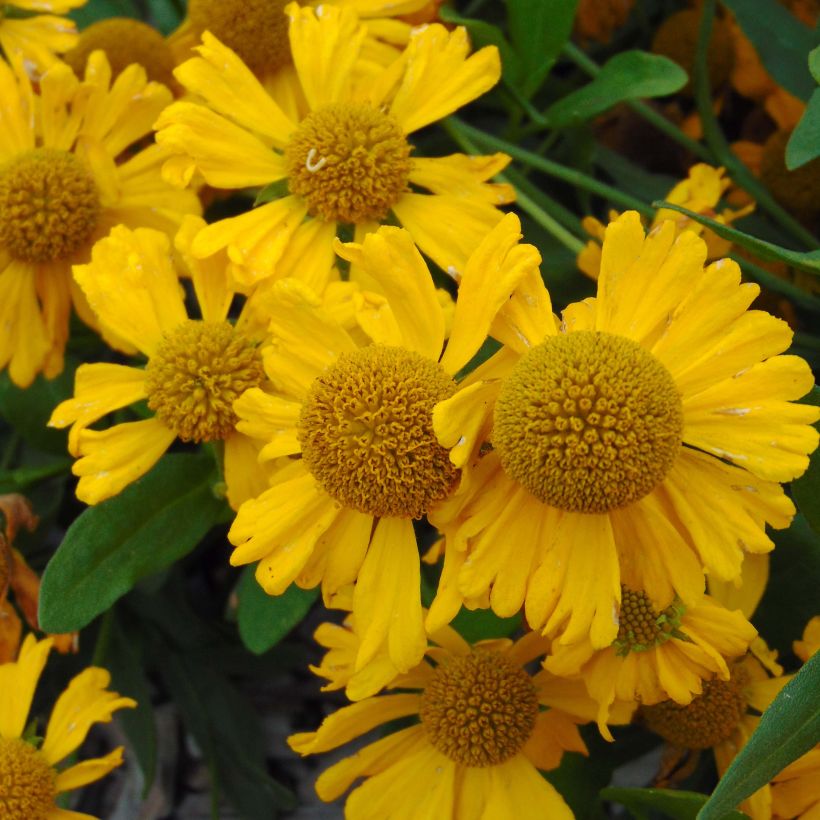 Helenium automnale Pumilum Magnificum (Floración)