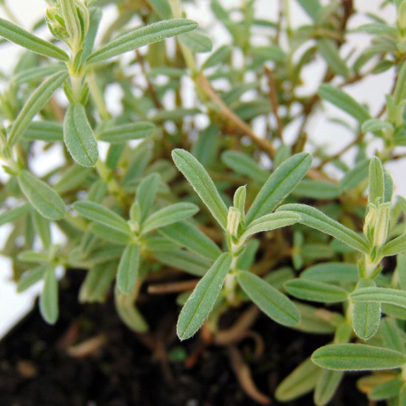 Helianthemum Wisley Primrose (Follaje)