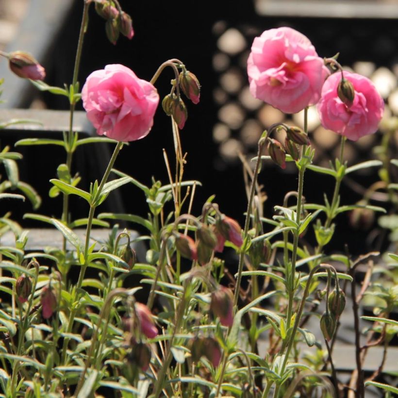 Helianthemum Annabel (Floración)